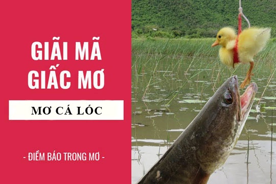 mơ thấy cá lóc là điềm báo gì?